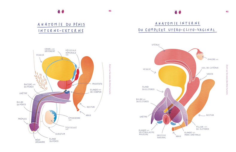 Planches anatomiques dessinées du pénis, interne et externe et du complexe utéro-clito-vaginal, interne.